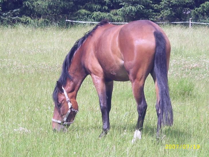 Hollandsk Sportspony Wendy, drømmeponyen billede 6