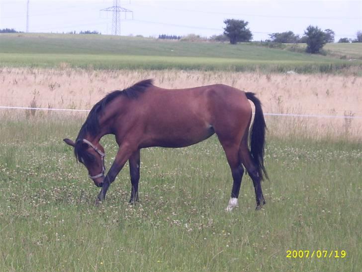 Hollandsk Sportspony Wendy, drømmeponyen billede 7