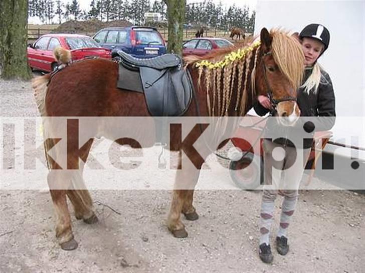 Islænder Reifnir f. Fårup billede 2