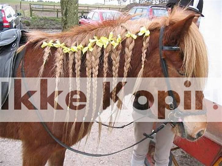 Islænder Reifnir f. Fårup billede 3