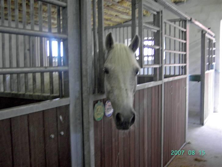 Anden særlig race Holmgaards Sir Toby - Toby i sin boks. Hvor er han sød. <3 billede 3