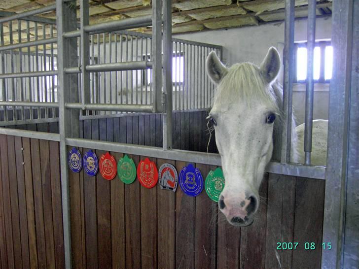 Anden særlig race Cindy - Cindy i sin boks. :) Hun er nu så dejlig. <3 billede 20