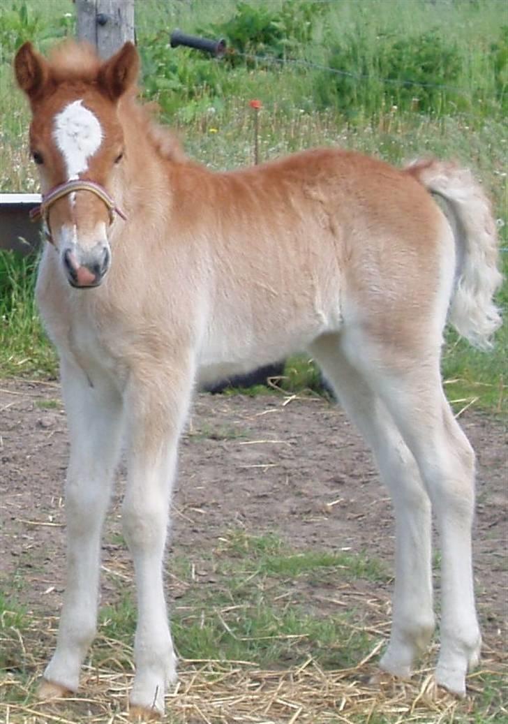 Anden særlig race Almira (Solgt) billede 1
