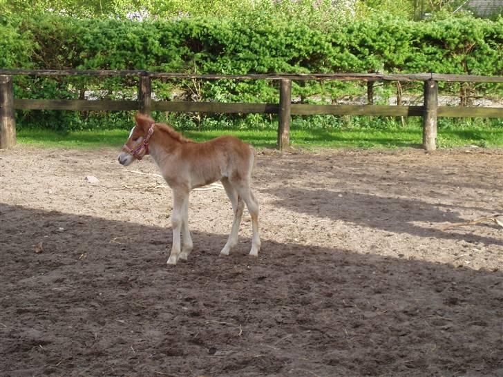 Anden særlig race Almira (Solgt) billede 2