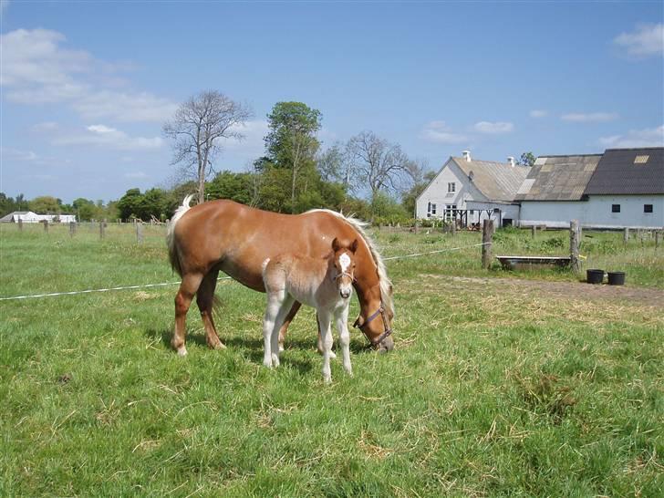 Anden særlig race Almira (Solgt) billede 3