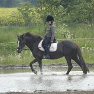 Welsh Pony af Cob-type (sec C) Nanna.