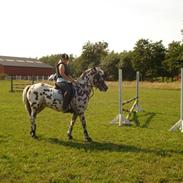 Knabstrupper Bølle-Bob