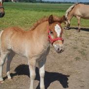 Anden særlig race Almira (Solgt)