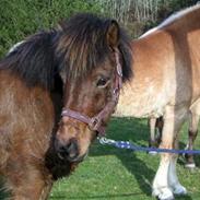 Islænder Strokkur fra egemose