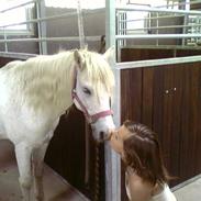 Welsh Pony af Cob-type (sec C) Djengis Khan(gammel part)