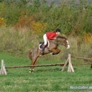 Welsh Pony (sec B) Låddenhøjs Swingboy SOLGT