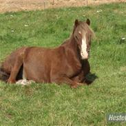 Welsh Pony (sec B) Låddenhøjs Swingboy SOLGT