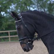 Oldenborg Max af Østerholm (RIP)