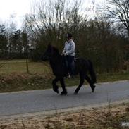 Islænder Ôdinn fra Hötbjerg