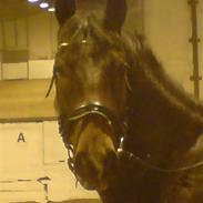 Oldenborg Adonis af skovbo