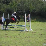 Welsh Pony (sec B) Titti *DØD*