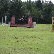 Welsh Pony (sec B) Titti *DØD*