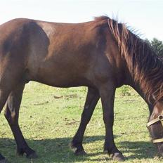 Islænder baldur fra varpelev