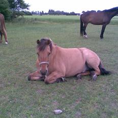 Anden særlig race Vesterhedes Charmeur 
