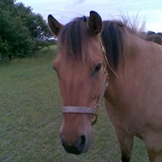 Anden særlig race Vesterhedes Charmeur 