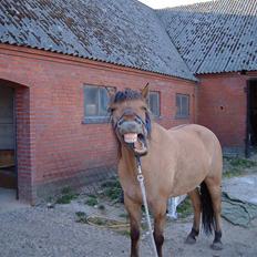 Anden særlig race Vesterhedes Charmeur 