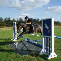 Anden særlig race Ringo (solgt  og efterlys