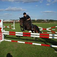 Anden særlig race Ringo (solgt  og efterlys