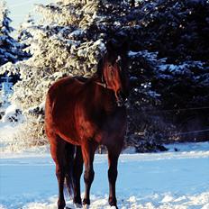 Traver Breaking the law R.I.P