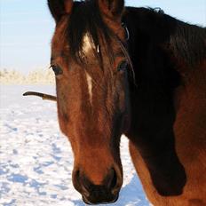 Traver Breaking the law R.I.P