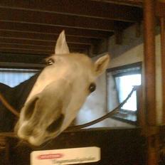 DSP Aaby's Kimba - R.I.P :'(