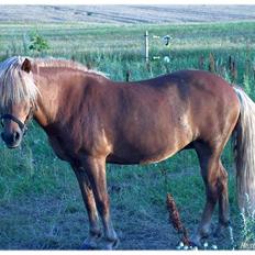 Islænder Frenja fra Ellidshøj 
