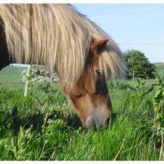 Islænder Frenja fra Ellidshøj 