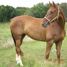 Anden særlig race Hoelgaards Benika - SOLGT