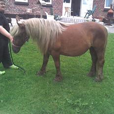 Anden særlig race Josefine