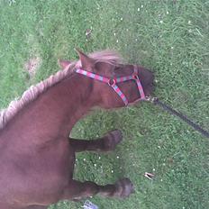 Anden særlig race Josefine