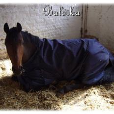 Tysk Sportspony | Baldika SDH 418 |