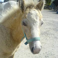 Welsh Pony (sec B) bregneklints melody