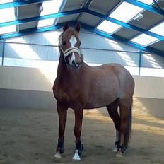 New Forest Søgård Roxana (Solgt)