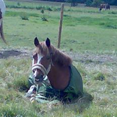 New Forest Søgård Roxana (Solgt)