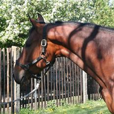 Tysk Varmblod Winnetou