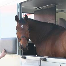 Tysk Varmblod Winnetou