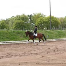 Tysk Varmblod Winnetou