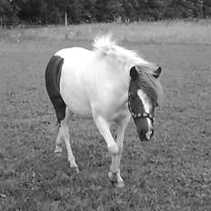 Anden særlig race Marbella (SOLGT)