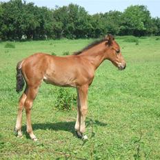 Anden særlig race Sunshine Limbo 