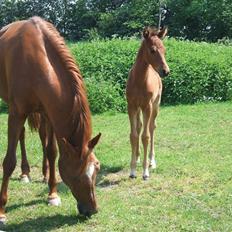 Anden særlig race Sunshine Limbo 
