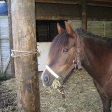 Anden særlig race Demsey <3 *Solgt* :(<3