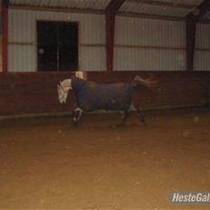 Arabisk fuldblod (OX) C.A ibn Lashkar ox