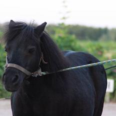 Shetlænder : • Stjernens Tilde •
