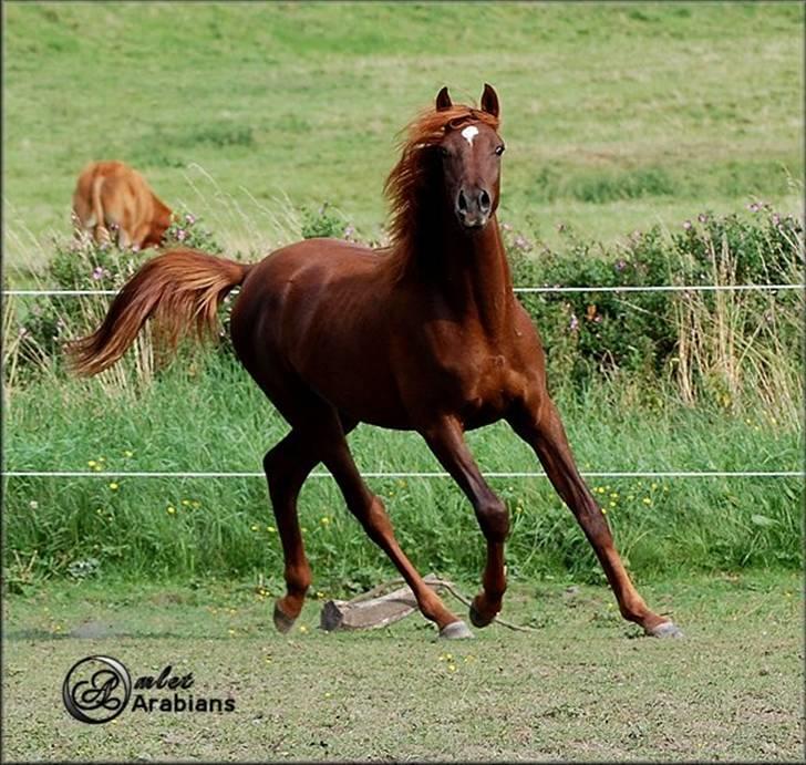 Arabisk fuldblod (OX) Magic Sari Gamal - SOLGT - Randers - Aug. 2007 billede 12