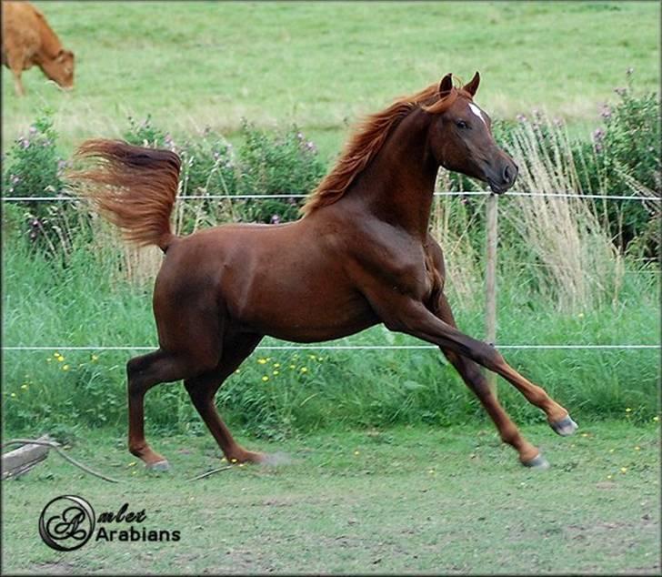 Arabisk fuldblod (OX) Magic Sari Gamal - SOLGT - Randers - Aug. 2007 billede 13
